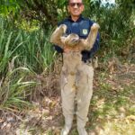 Bicho-preguiça é resgatado duas vezes na BR 408, em São Lourenço da Mata