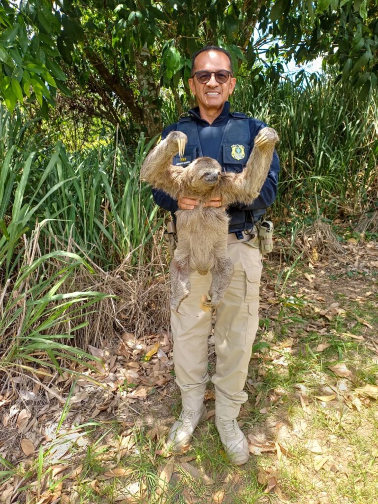 Bicho-preguiça é resgatado duas vezes na BR 408, em São Lourenço da Mata