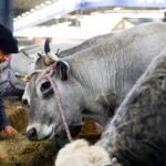 França registra 1º caso humano do vírus Shamonda que afeta animais
